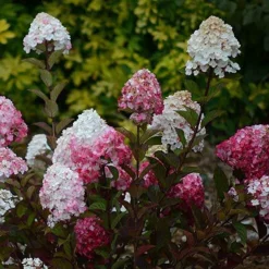 Hortensia paniculé Framboisine® 'Rensam' - Du blanc au rose framboise