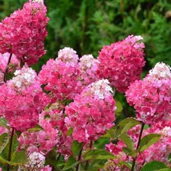 Hortensia paniculé Framboisine® 'Rensam' - Du blanc au rose framboise