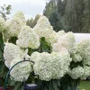 Hortensia paniculé 'Hercules' - Des fleurs XXL sans effort