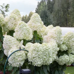 Hortensia paniculé 'Hercules' - Des fleurs XXL sans effort