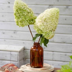 Hortensia paniculé 'Hercules' - Des fleurs XXL sans effort