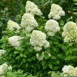 Hortensia paniculé Limelight® - Des fleurs vert citron unique
