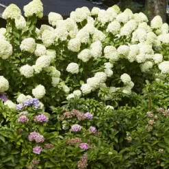Hortensia paniculé Limelight® - Des fleurs vert citron unique