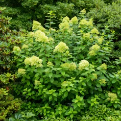 Hortensia paniculé Limelight® - Des fleurs vert citron unique