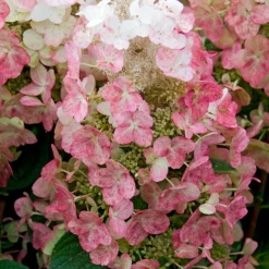 Hortensia paniculé Magical ® Fire - Des fleurs qui virent au rouge