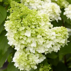 Hortensia paniculé Magical® Moonlight - Fleurs qui changent de couleur