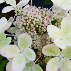 Hortensia paniculé PASTELGREEN® Renxolor - Le vert tendre en un été