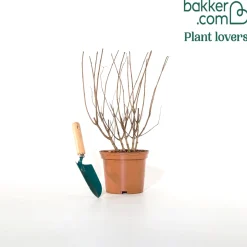 Hortensia paniculé PASTELGREEN® Renxolor - Le vert tendre en un été