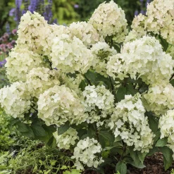Hortensia paniculé PETITE® Star - Petit format, grosse floraison