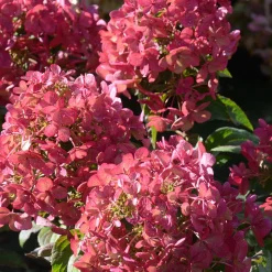 Hortensia paniculé PETITE® Star - Petit format, grosse floraison