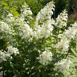 Hortensia paniculé Pink Lady - Des fleurs qui rosissent seules