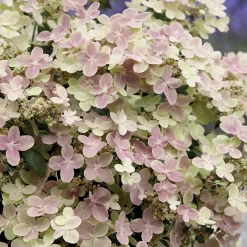Hortensia paniculé Polestar® - Fleurs XXL tout l'été