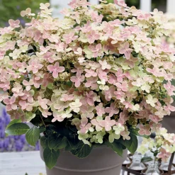 Hortensia paniculé Polestar® - Fleurs XXL tout l'été