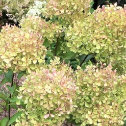 Hortensia paniculé Romantic Ace® Renvagor - Des fleurs blanches tout l'été