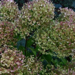 Hortensia paniculé Romantic Ace® Renvagor - Des fleurs blanches tout l'été