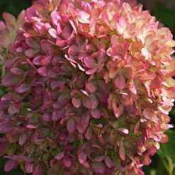 Hortensia paniculé Romantic Ace® Renvagor - Des fleurs blanches tout l'été