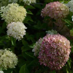 Hortensia paniculé Romantic Ace® Renvagor - Des fleurs blanches tout l'été