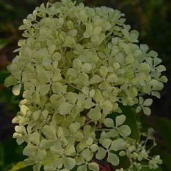 Hortensia paniculé Romantic Ace® Renvagor - Des fleurs blanches tout l'été