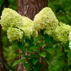 Hortensia paniculé 'Silver Dollar' - Des fleurs XXL sans effort