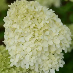 Hortensia paniculé Séléction - Des cônes de fleurs tout l'été