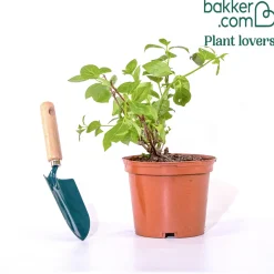 Hortensia paniculé Séléction - Des cônes de fleurs tout l'été