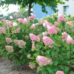 Hortensia paniculé SUNDAE FRAISE® Rensun - Du blanc au rose fraise