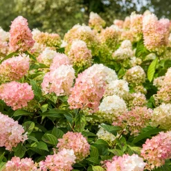 Hortensia paniculé SUNDAE FRAISE® Rensun - Du blanc au rose fraise