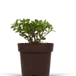 Hortensia paniculé 'Switch Ophelia'® - Des fleurs qui changent