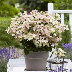 Hortensia paniculé 'Switch Ophelia'® - Des fleurs qui changent