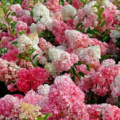 Hortensia paniculé 'Vanille Fraise' - Fleurs bicolores tout l'été