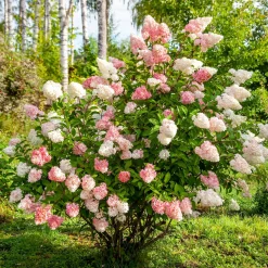 Hortensia paniculé 'Vanille Fraise' - Fleurs bicolores tout l'été