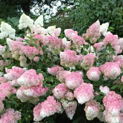 Hortensia paniculé 'Vanille Fraise' - Fleurs bicolores tout l'été