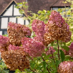 Hortensia paniculé 'Vanille Fraise' - Fleurs bicolores tout l'été