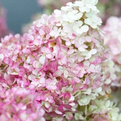 Hortensia paniculé 'Vanille Fraise' - Fleurs bicolores tout l'été