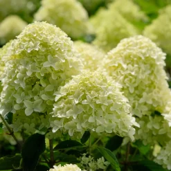 Hortensia paniculé 'Whitelight' - Des cônes blancs tout l'été