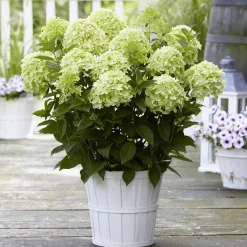 Hortensia paniculé 'Whitelight' - Des cônes blancs tout l'été