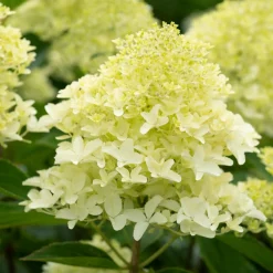 Hortensia paniculé 'Whitelight' - Des cônes blancs tout l'été