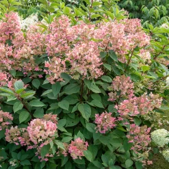 Hortensia paniculé Wims Red - Des fleurs qui changent de couleur