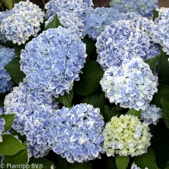 Hortensia Peppermint - Deux couleurs sur chaque fleur