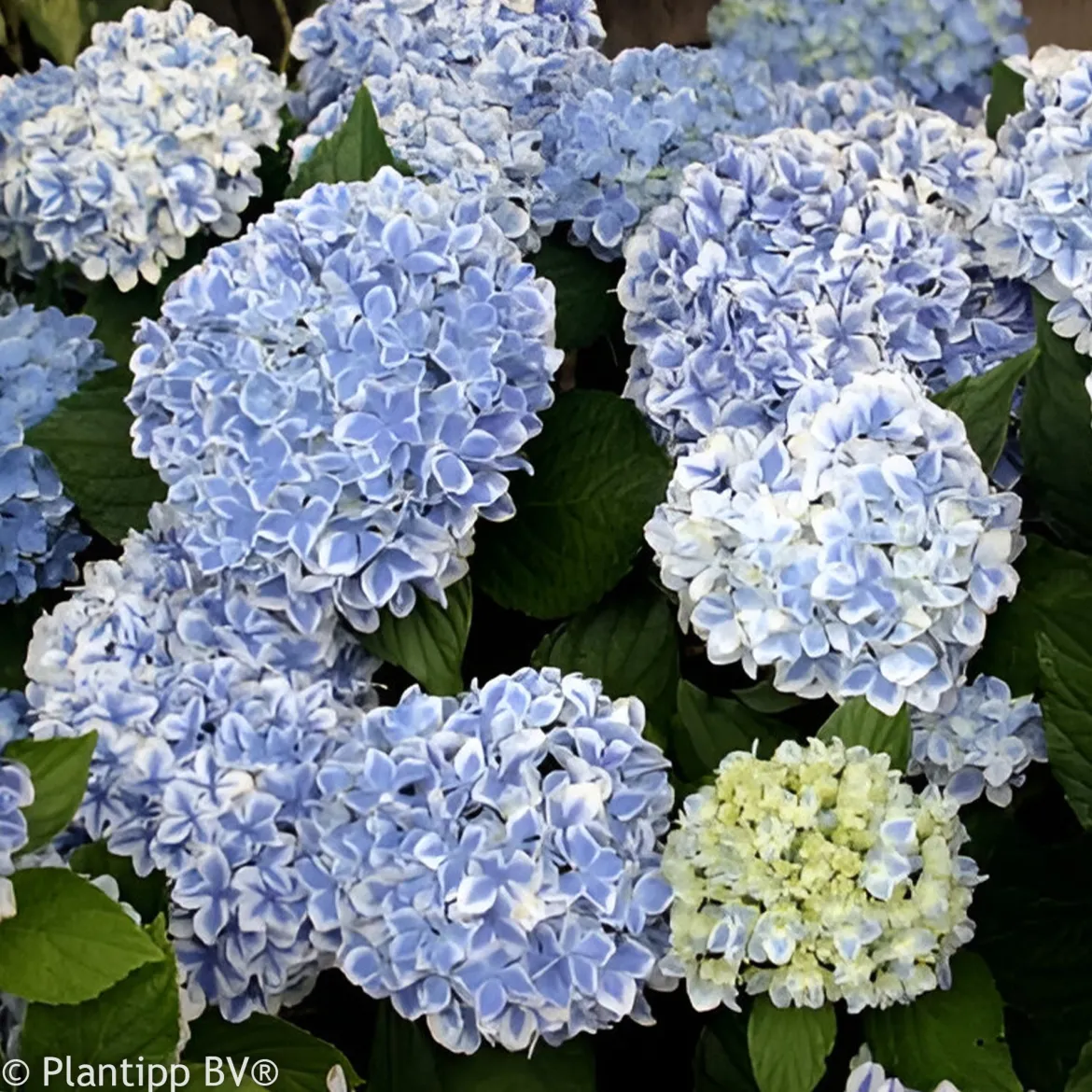 Hortensia Peppermint - Deux couleurs sur chaque fleur