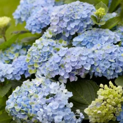 Hortensia 'Revolution Blue' - Le bleu qui change tout