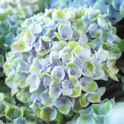 Hortensia 'Revolution Blue' - Le bleu qui change tout