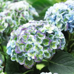 Hortensia 'Revolution Blue' - Le bleu qui change tout