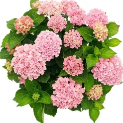 Hortensia 'Revolution Pink' - Des fleurs roses qui durent