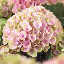 Hortensia 'Revolution Pink' - Des fleurs roses qui durent