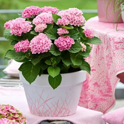 Hortensia 'Revolution Pink' - Des fleurs roses qui durent