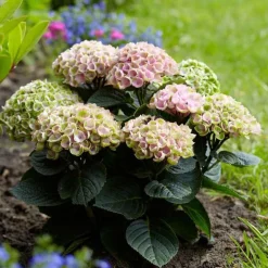 Hortensia 'Revolution Pink' - Des fleurs roses qui durent