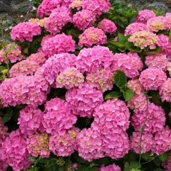 Hortensia rose - Des boules roses tout l'été