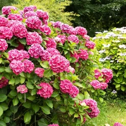 Hortensia rose - Des boules roses tout l'été