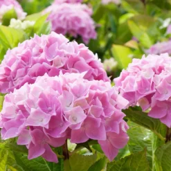 Hortensia rose - Des boules roses tout l'été